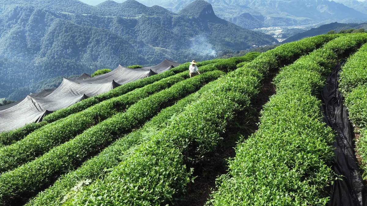 High-mountain tea fields above morning cloud