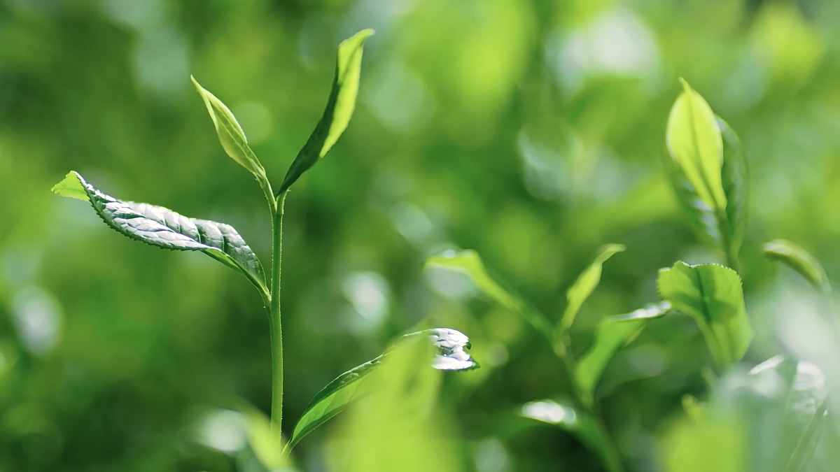 Backlit tender tea leaf on the plant