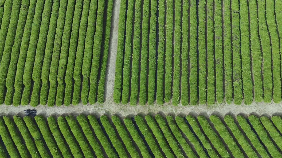 Neat rows of an organic tea garden from above