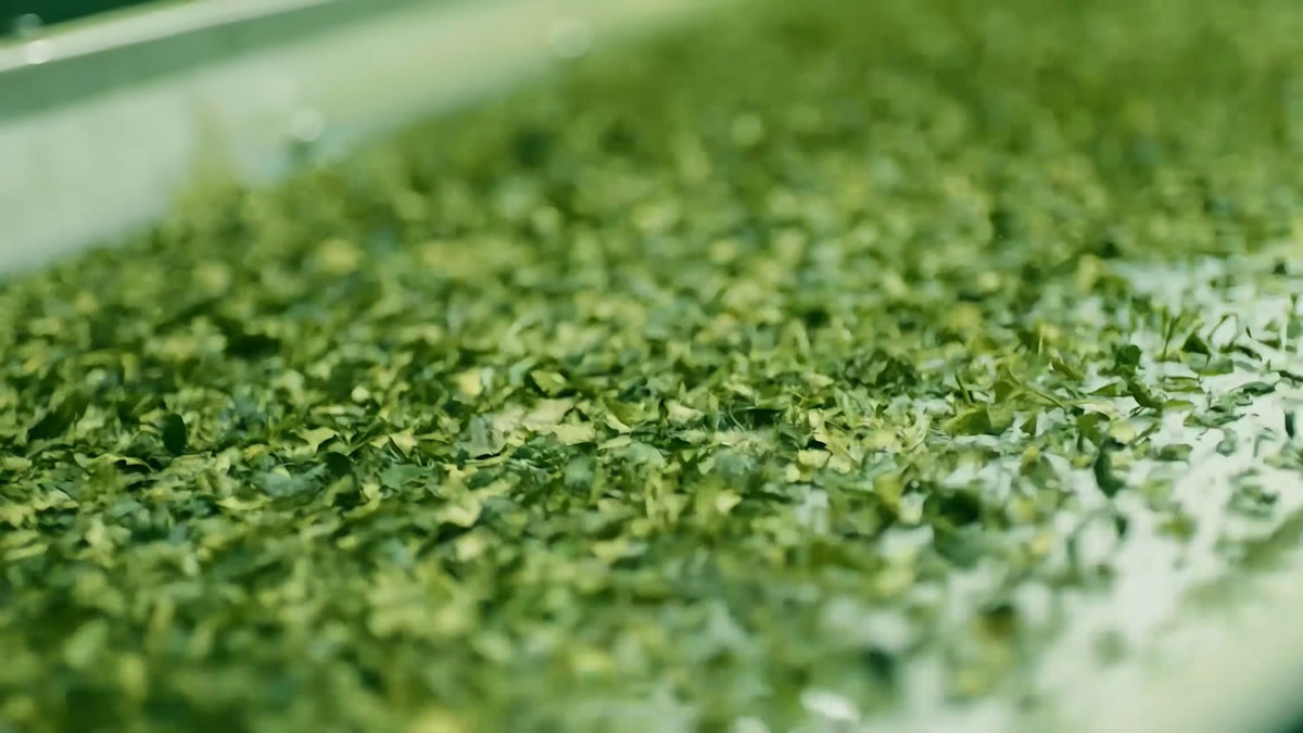 Steamed tea leaf